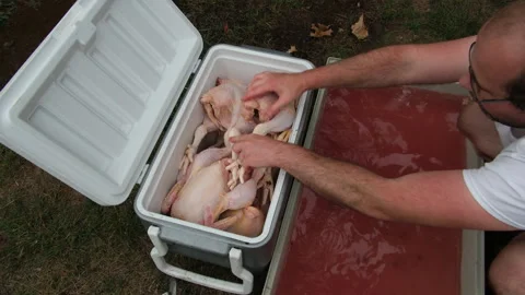 Man washing butchered and processed chicken and placing poultry in the cooler Stock Footage 250972415