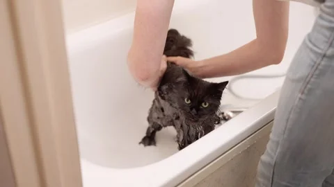 Man washing cat. Cat bathing. Stock Footage 253266871