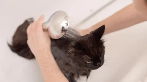 Man washing cat. Cat bathing. Stock Footage 253472271