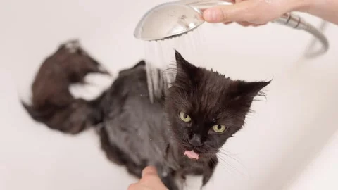 Man washing cat. Cat bathing. Stock Footage 253649164