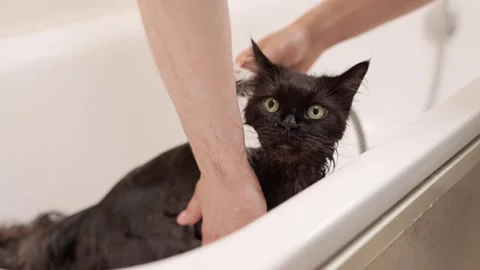 Man washing cat. Cat bathing. Stock Footage 253649214
