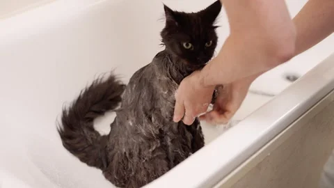 Man washing cat. Cat bathing. Stock Footage 253994036