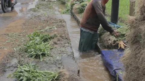 Man Washing Water Spinach Stock Footage 122148158