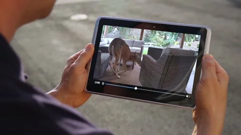 Man Watches Deer on Home Security Camera Stock Footage 345994522