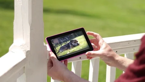 Man watches puppy videos on his Generic Device in park during the day Stock Footage