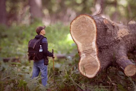 A man is watching a cut down tree. Macroworld. Stock Photos