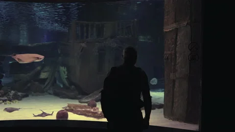 Man watching a sting ray in an underwater aquarium Stock Footage 203959623