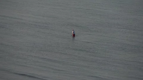 Man in the water Video stock 313558365