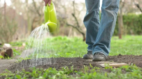 Man Watering the Garden Stock Footage 62403486