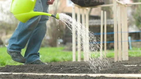 Man Watering Garden Stock Footage 62405643