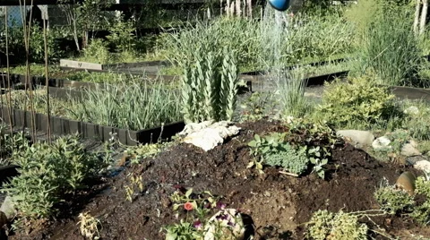 Man watering the garden Stock Footage 64163350