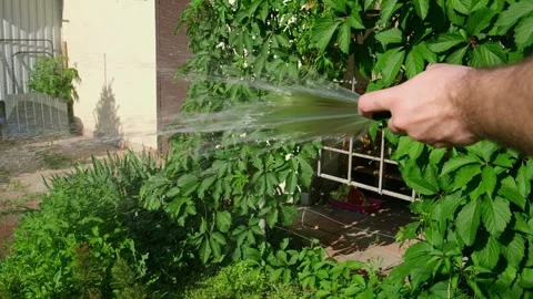 Man is watering the grass. automatic watering of the lawn in the yard with an Video stock 242098684