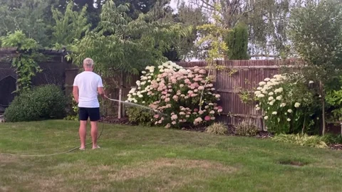 Man Watering Hydrangea Shrubs with Garden Hose in Backyard on Summer Evening Stock Footage 340601320