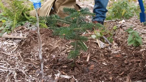 Man watering just planted pine in a forest	 Stock Footage 124010091