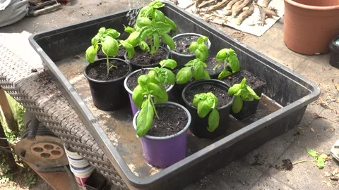 Man watering newly transplanted basil pots with a homemade watering can mad.. Stockbeeldmateriaal 339667630
