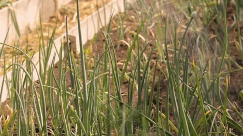 Man is watering the onions Video stock 65149159