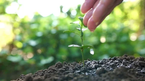 Man watering plants in the garden. Ecology concept, Nature background Stock Footage 75169341