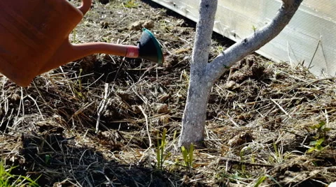 A man watering a tree Stock Footage 63108407