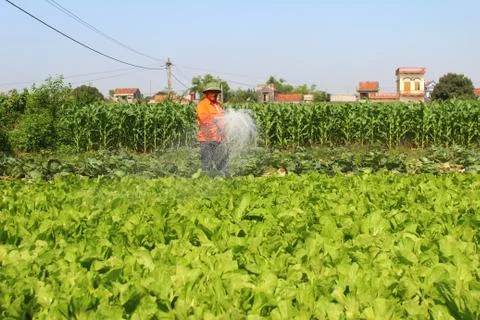 Man watering vegetables fields Stock Photos