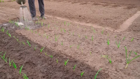 A man waters a bed with growing young green onions with water from a watering Stock Footage 200838159