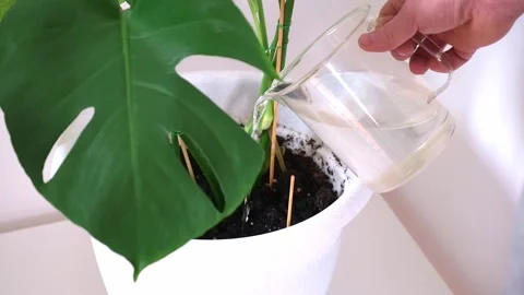 A man waters a monstera plant from watering can. Care of home plants. Видео 190098212