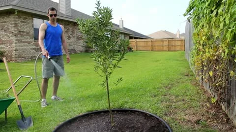 Man Waters Newly Planted Tree 스톡 동영상 11645011