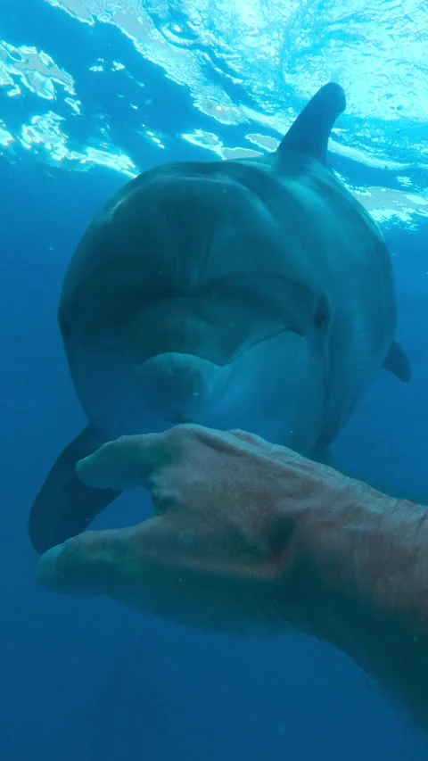 Man waves his hand to greet to dolphin and attract its attention, he responds by Stock Footage 327980217