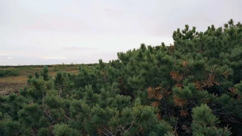 A man with a weapon walks across the field Stock Footage 117351086