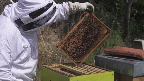 Man wearing a bee suit point and show the different part of a beehive 動画素材 143393949