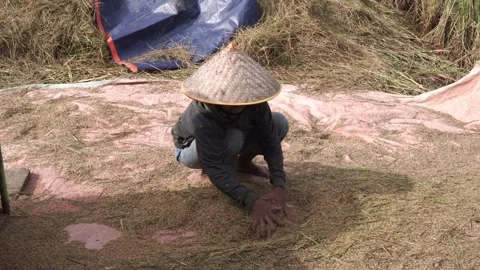 A man wearing a straw hat works in the algicultural field Stock-Footage 304238498
