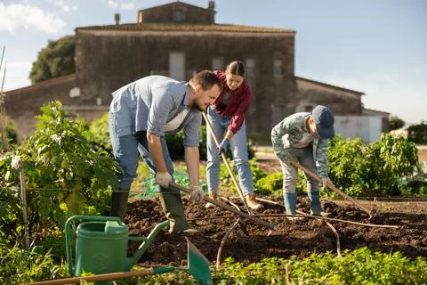 Man weeding the beds on the farm Stock Photos