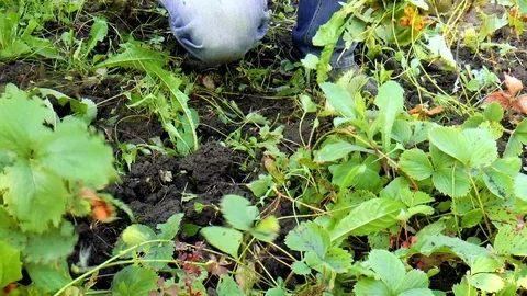 Man is weeding beds Stock Footage 80754662