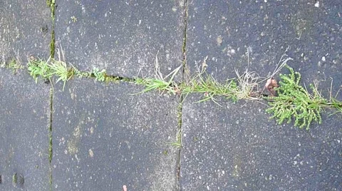 Man weeding out weeds from between paving slabs (Model Release) Video stock 1037787