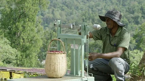 Man weighing coffee Stock Footage 79660922
