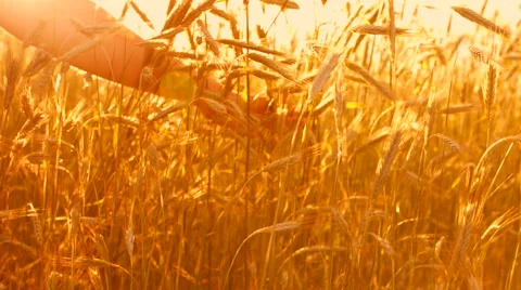 Man in wheat field Stock Footage 51926636