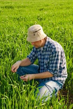 Man in wheat field Фото