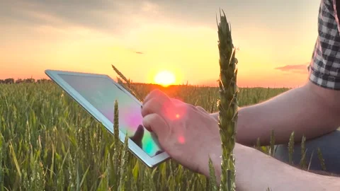 Man in wheat field uses tablet at sunset, taping finger on screen. Man farmer Stock Footage 279436674