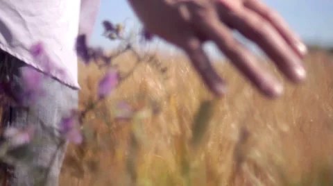 Man in Wheatfield Video stock 7769170