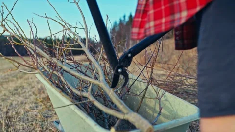 Man With Wheelbarrow Of Dry Branches And Long-Handle Pruning Shears Stock Footage 346792458