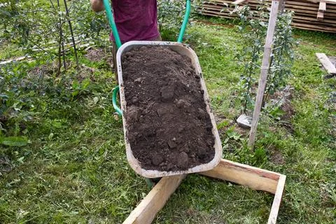 A man is wheeling a load of soil through a garden. Rows of plants grow nearby Stock Photos