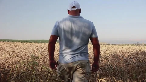 A man in a white cap walks into a field with rye, rear view Vídeos de archivo 158002074
