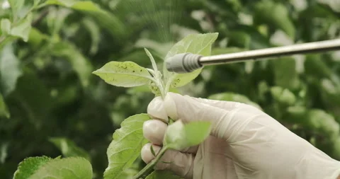 A man in a white latex gloves inspecting apple leaves for aphids, spraying le Stock Footage 276602255