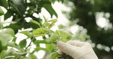 A man in a white latex gloves inspecting apple leaves for aphids, close up Stock Footage 276602256