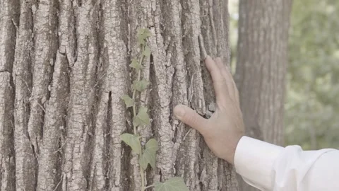 A man in a white shirt stroking a tree Stock Footage 135398149