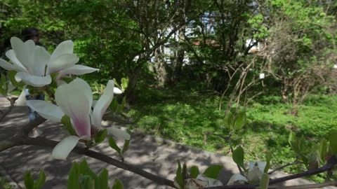 Man in white tshirt, jeans is walking in sunny day near the white magnolia. Stock Footage 307409428