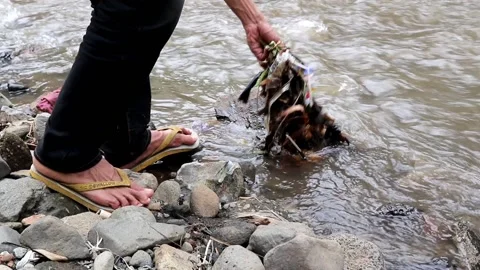 A man who is picking up trash in the river, social issues concept Stock Footage 222731741