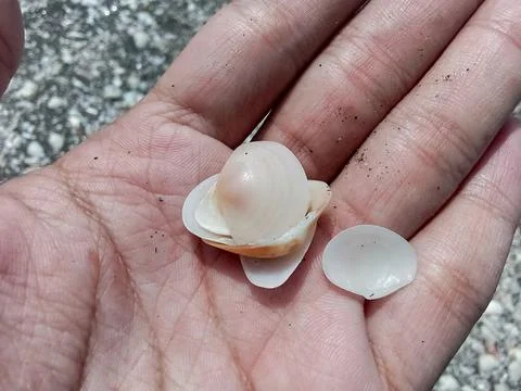A man who was looking for shells on the beach. Photos