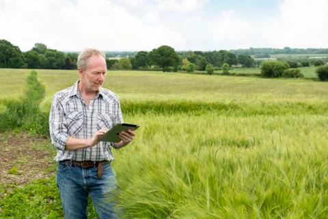 Man in Wide Wheat Field Using a Tablet Computer Stock Photos