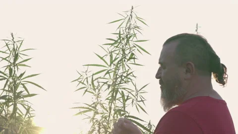 A man in a wild cannabis field sniffs the plant Stock Footage 142188624