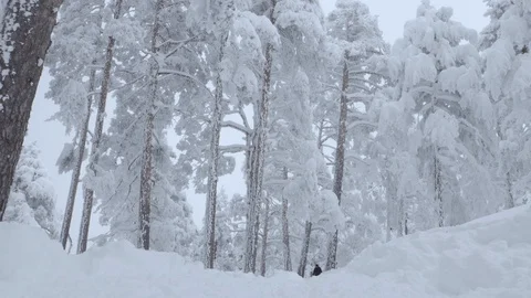 Man in the wild freezed forest. Stock Footage 86223518